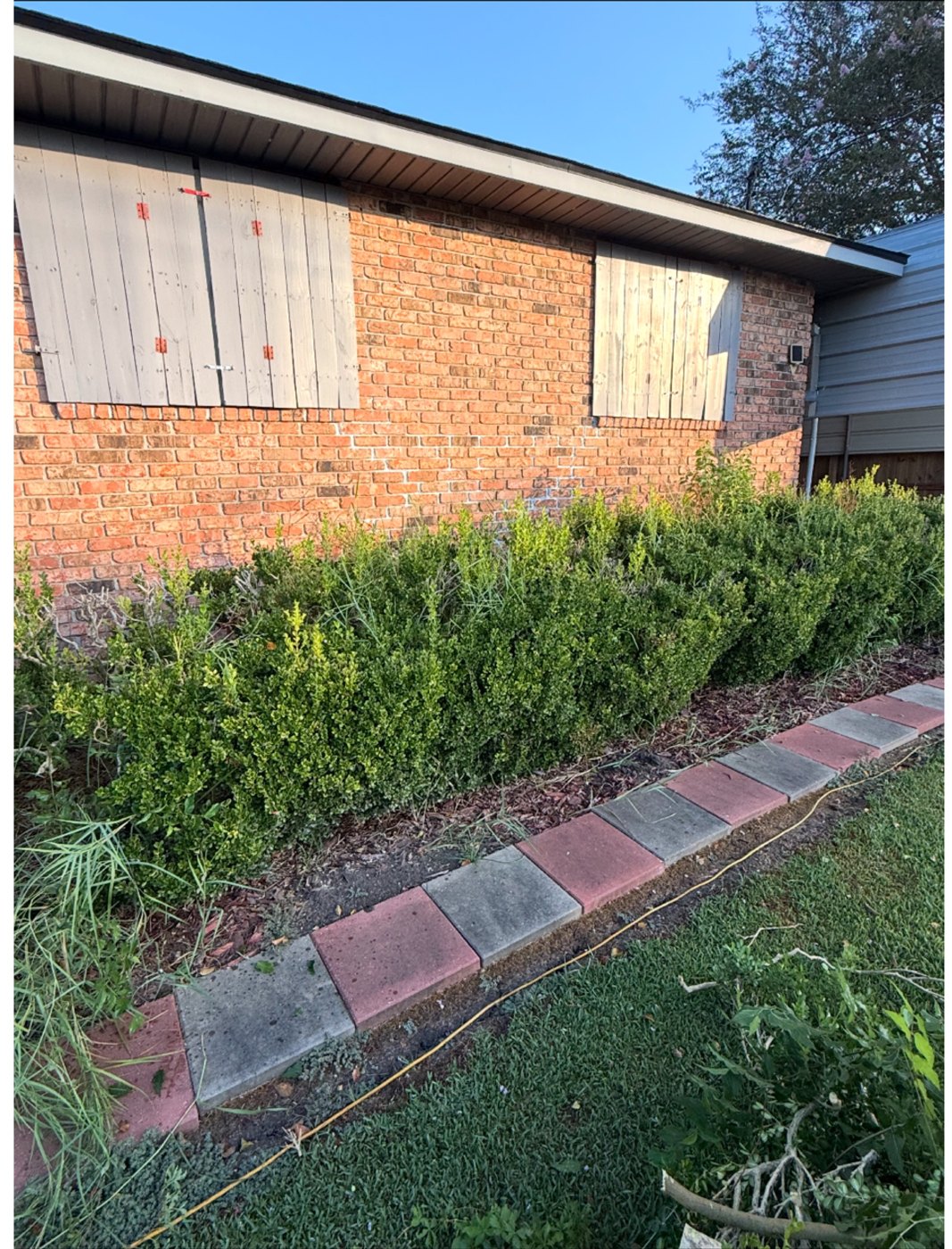 Before: shaggy hedges along a brick house with weeds and trimmings in the bed